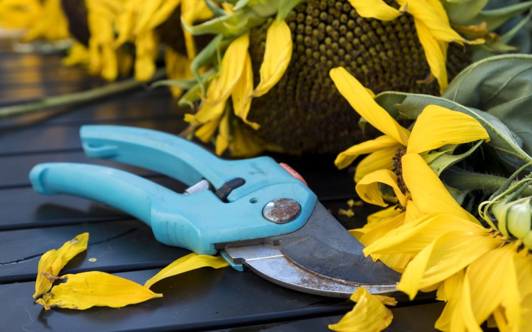 How To Choose The Best Pruning Shears