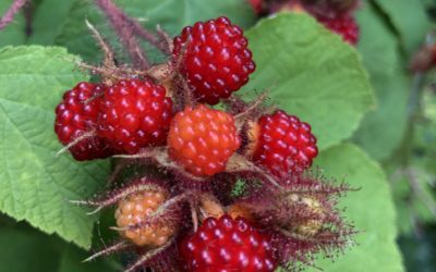 How to Make Wineberry Vinegar