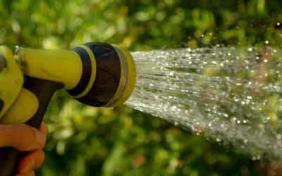 4 Common Watering Mistakes to Avoid