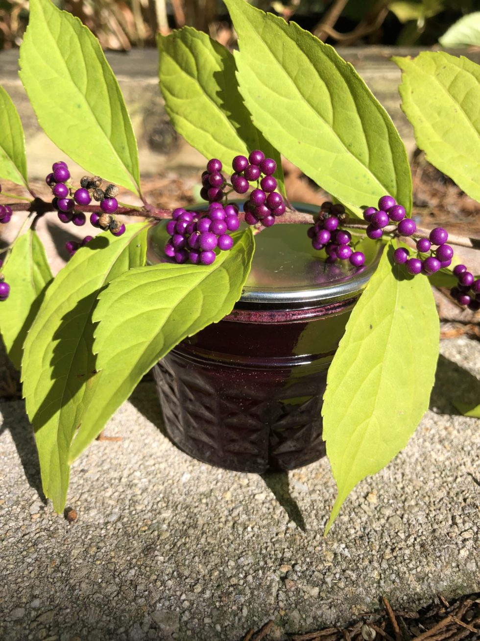 How To Make Beautyberry Jelly Winging It On The Homestead