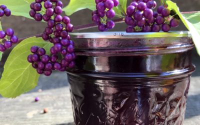 How to Make Beautyberry Jelly