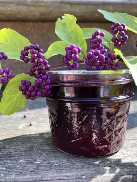 How To Make Beautyberry Jelly Winging It On The Homestead