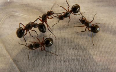 Easy Homemade Ant Killer that Works Immediately