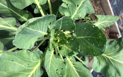 5 Common Vegetable Garden Problems and How to Solve Them