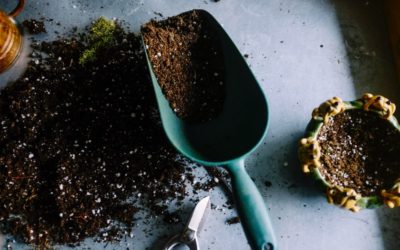 How to Choose the Right Garden Soil for any Project