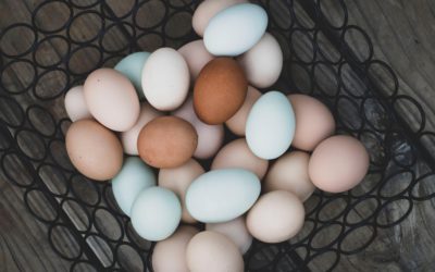 Fresh eggs: Common practices for your newly laying hens